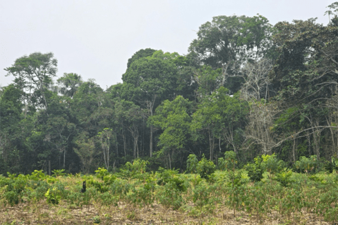 Green forests and jungle meadows in the Amazon - Inter American Development Bank - Amazonia