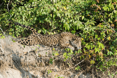 Jaguar jumping from a rock with the jungle in the background - Inter American Development Bank - Amazonia
