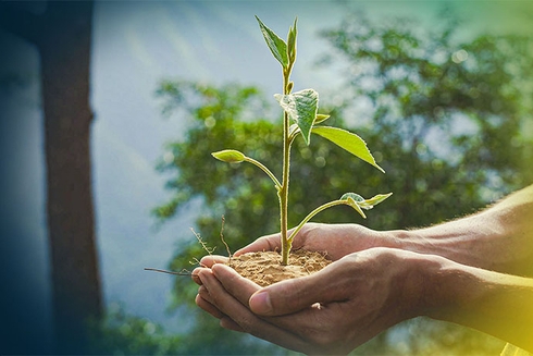 Hands holding a plant - MEF - Inter American Development Bank - IDB