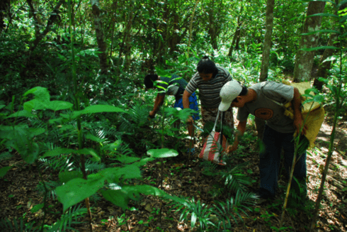 People walking in a forest - Concessional Finance - Inter American Development Bank - IDB