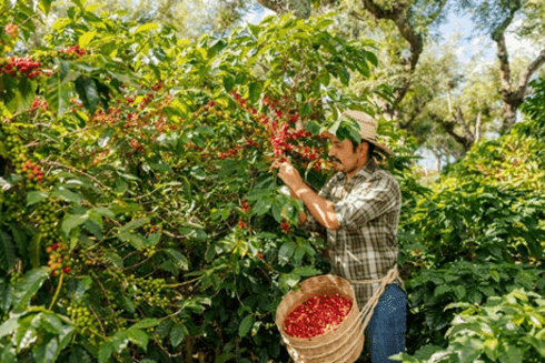 Farmer man picking coffee beans from a coffee crop - Inter American Development Bank - Resilient Development