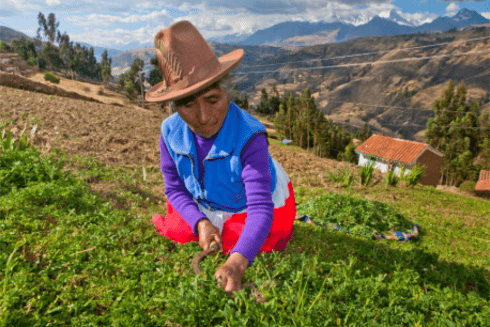 Indigenous woman planting plants in a field with mountains in the background - Inter American Development Bank - Resilient Development