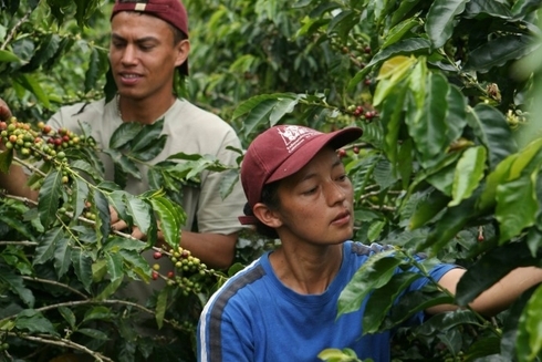 Two persons working in a coffee field - OpportunA - Inter American Development Bank - IDB