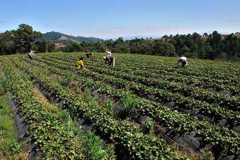People working in a field. Agriculture and Employment - Inter-American Development Bank - IDB