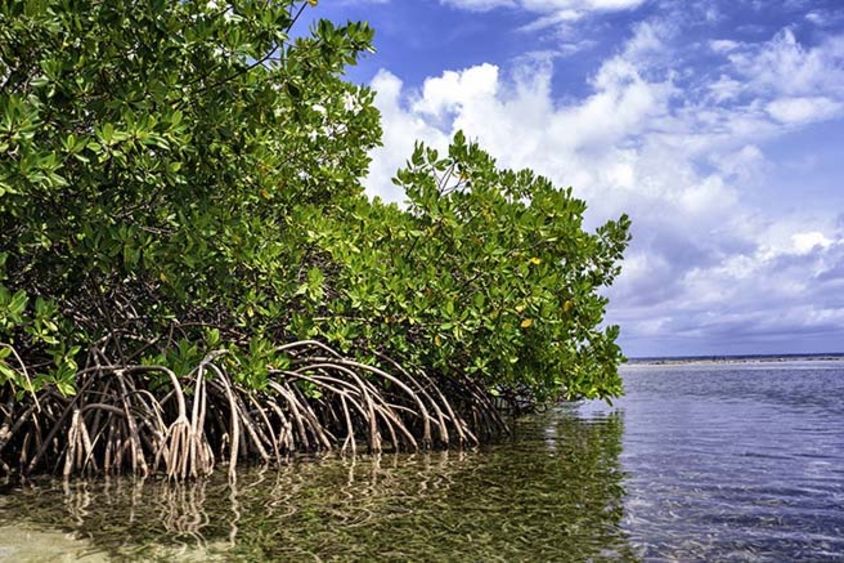 A mangrove tree growing in the beach. Biodiversity - Inter-American Development Bank - IDB