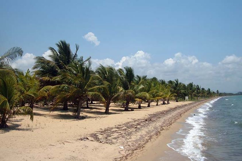 A beach with palm trees. Health - Inter-American Development Bank - IDB