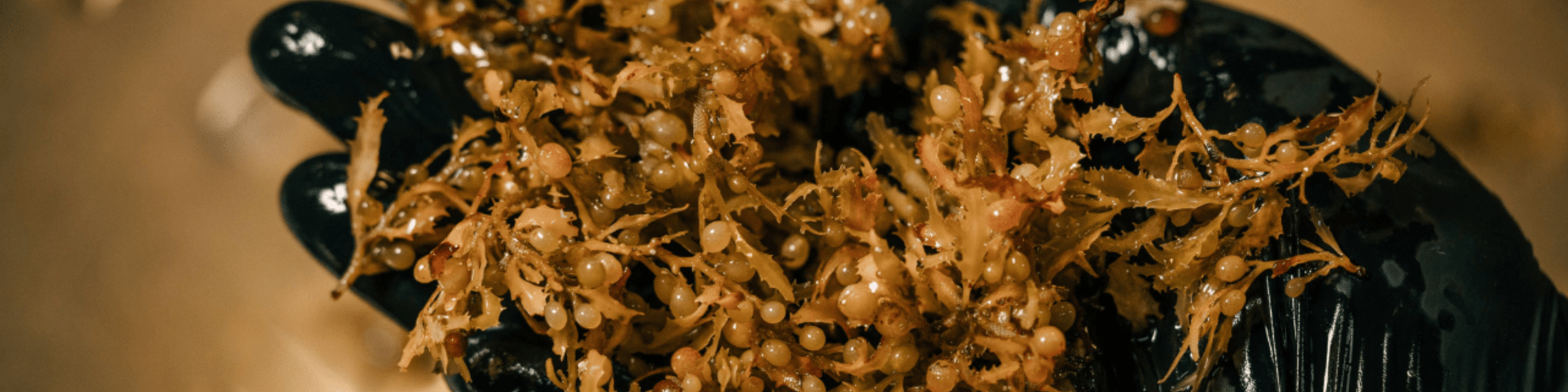 Development of the Sargassum Industry in the Caribbean: The Wrong Kind of Abundance