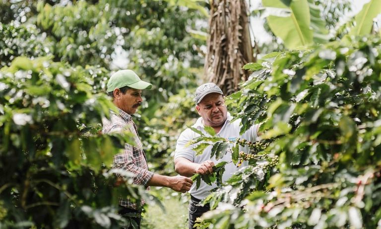 Personas recolectando café. Agricultura y Desarrollo Rural - Banco Interamericano de Desarrollo - BID