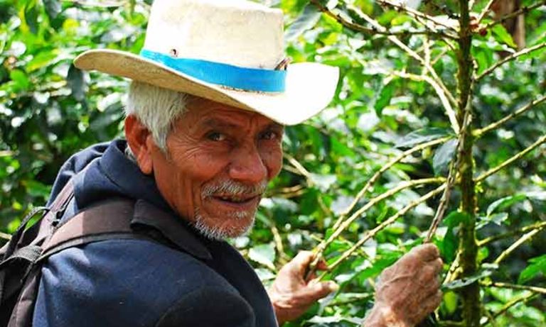 A senior man in a hat holding a branch. Social development - Inter-American Development Bank - IDB