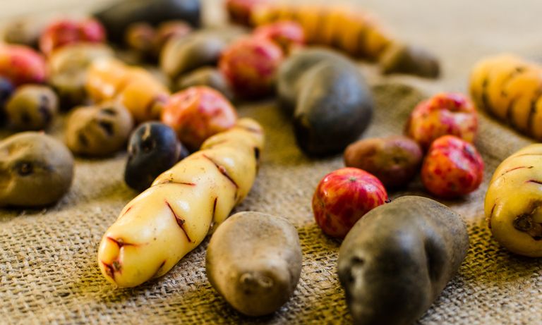 Radish vegetable on a sack - Inter American Development Bank - IDB Biodiversity