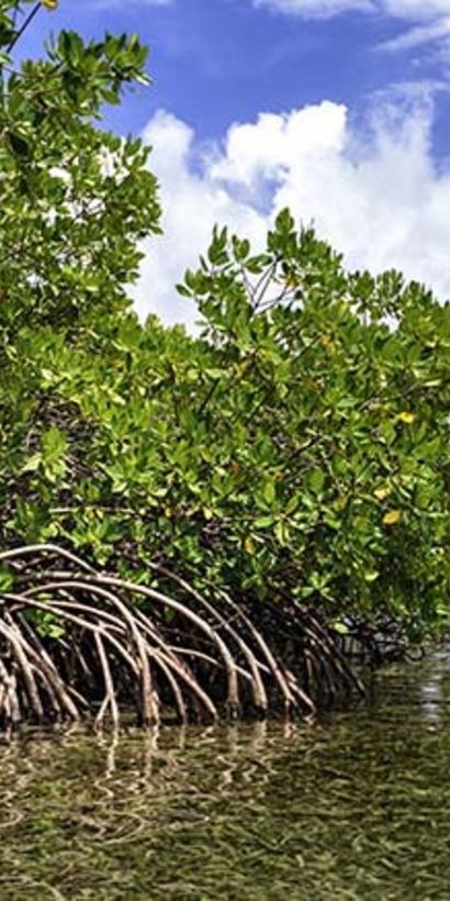 A mangrove tree growing in the beach. Biodiversity - Inter-American Development Bank - IDB